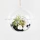 detail image1 Tillandsia Hanging Glass Gift Set." Black Sea " by Joinflower Joinfolia